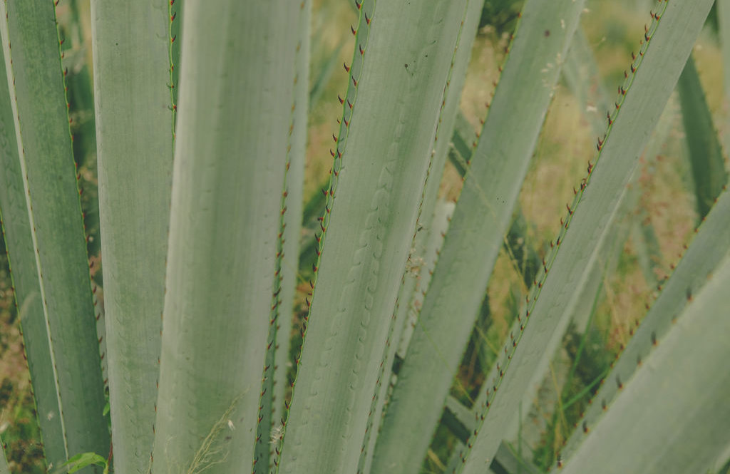 WaldorfOaxacaMezcalReeditar 263