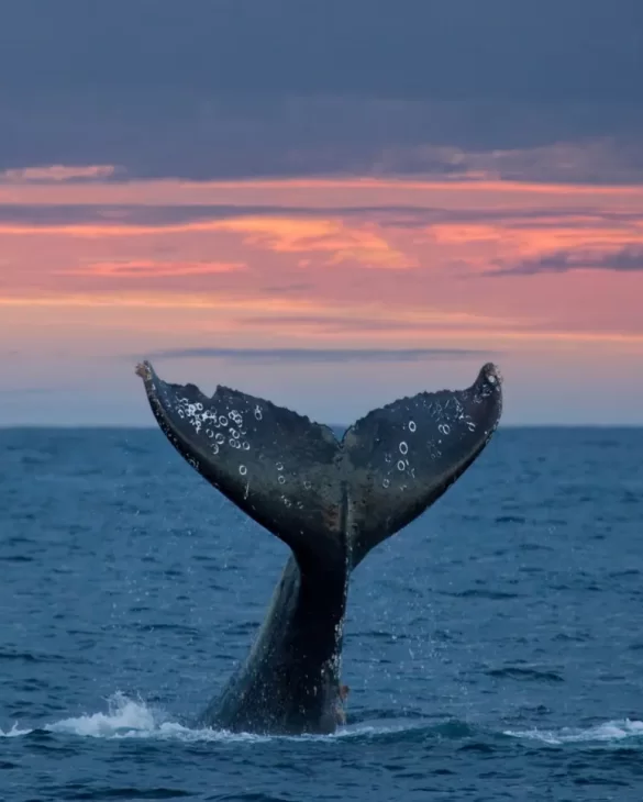 Whale Watching Season