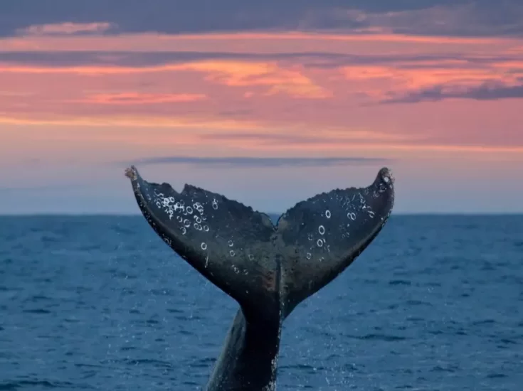 Whale Watching Season