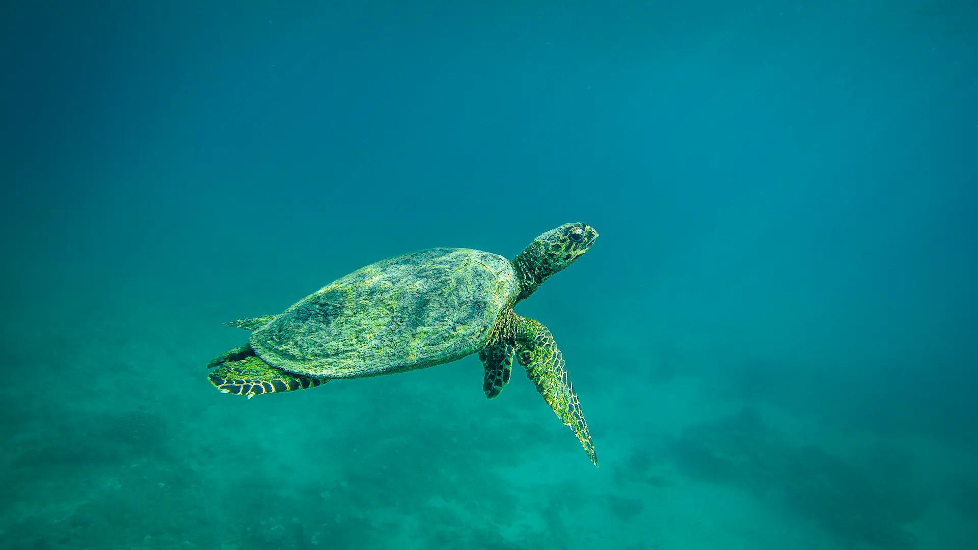 Tortugueros las playitas a. C.