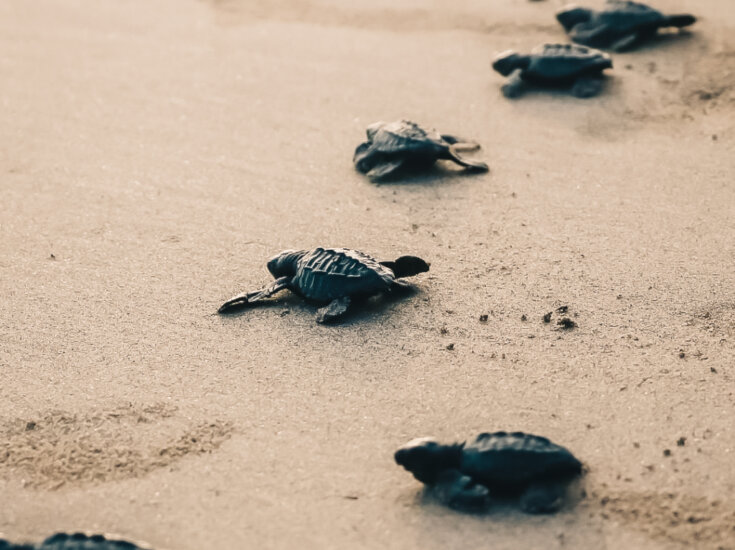 THE SEA TURTLE NURSERY