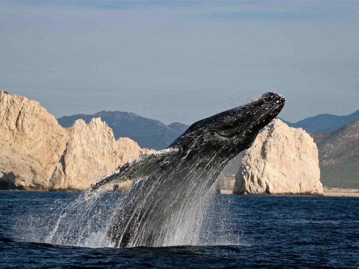 WHALE-WATCHING SEASON IN LOS CABOS