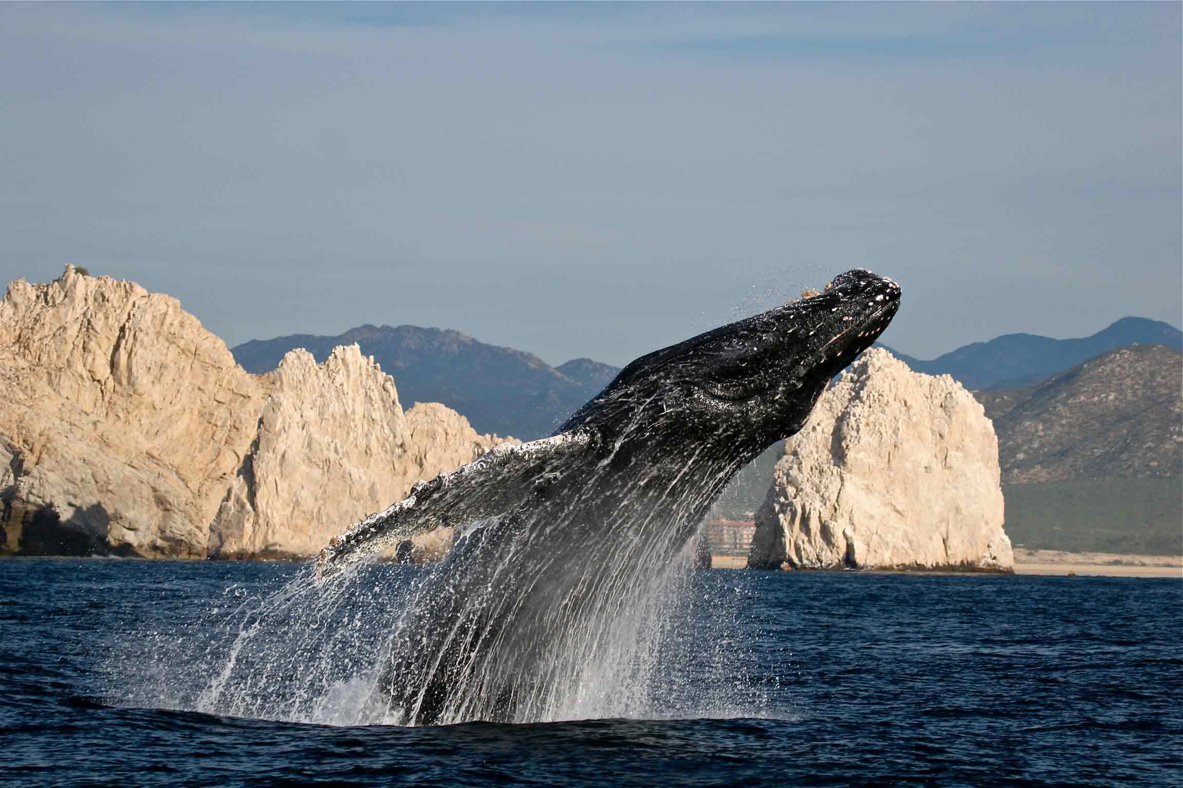 Whale Watching In Cabo Waldorf Astoria Los Cabos Pedregal