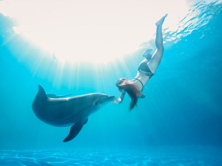Swim with Dolphins