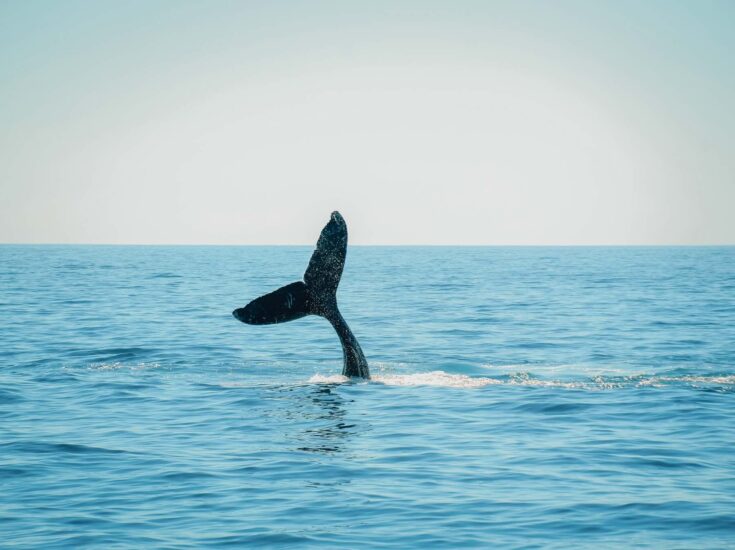 UNVEILING UNFORGETTABLE MOMENTS: CURATED EXPERIENCES AT WALDORF ASTORIA LOS CABOS PEDREGAL